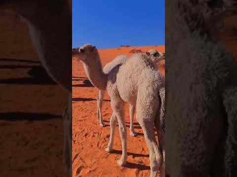 صغير الجمل حوار