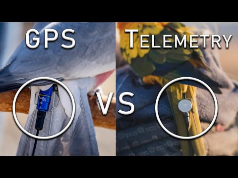 GPSとテレメトリ-どちらがあなたのオウムに適していますか？