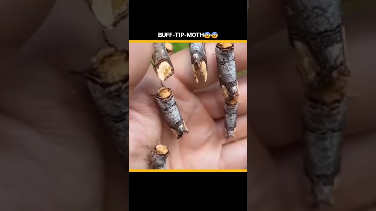 BUFF-TIP-MOTH,WONDERFUL INSECT! 
