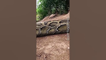 Giant Python #Shorts