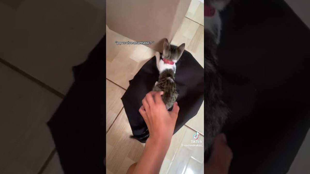 Socorro #cat #music #memes
