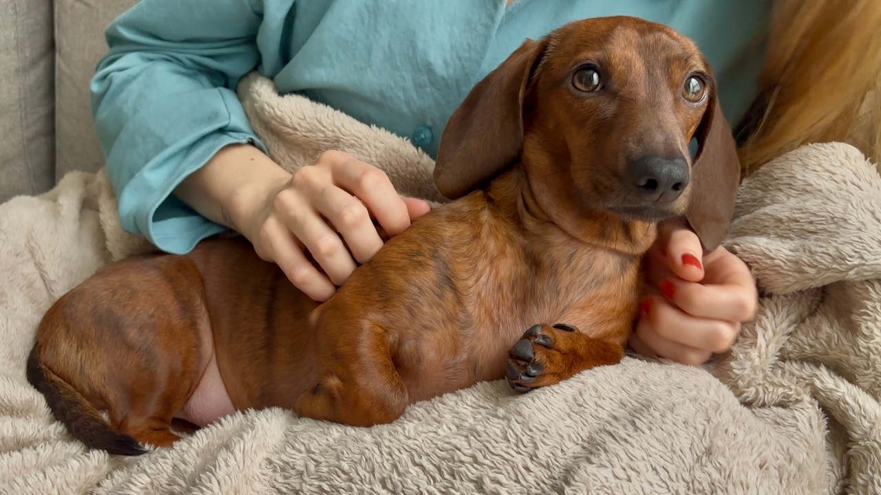 Mini dachshund loves to sleep on his humans! 💤 - YouTube
