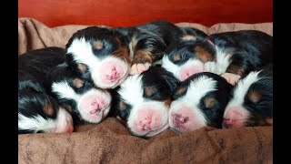 Gypsy's Puppies Eating Their First Real Food