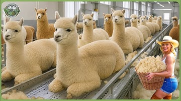 How Millions Alpacas Are Processed - Massive Alpaca Wool Farming For Premium Fleece