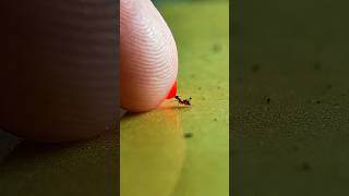 Sharing Red Liquid With Black Ants