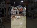street dog in Mumbai Central railway station #dog #dogshorts #dogs #doglove #dogloyalty #animals