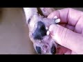 Removing Monster Mango worms From Helpless Dog ! Animal Rescue Video 2021