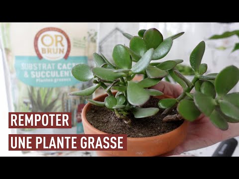 Vidéo: Guide de rempotage de jade - Quand dois-je rempoter les plantes de jade