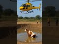 Resque Animal Cow #ai #animals #aishorts #shortsfeed #cow