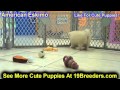 American Eskimo, Puppies For Sale, In, Bellevue, Washington, WA, Yakima, Kitsap, Thurston, Clark, Sp American Eskimo, Puppies For Sale, In, Bellevue, Washington, WA, Yakima, Kitsap, Thurston, Clark, Sp