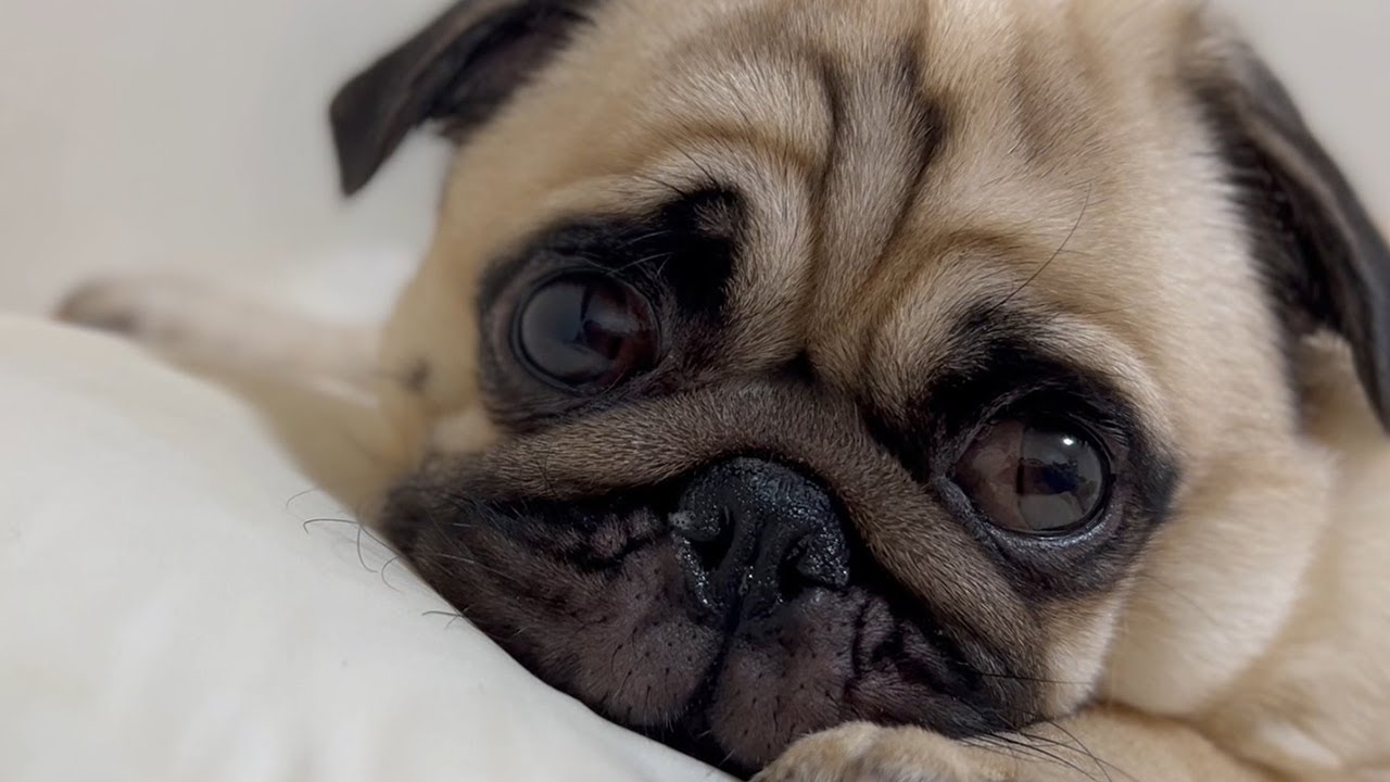 【パグ】家族が増えたパグ【Pug】 - YouTube