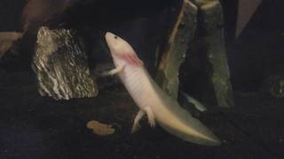 Axolotl Eating Live Blackworms