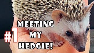 Meeting My Baby Hedgehog For The First Time