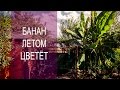 Банан Цветет Летом / Banana Blooms In The Summer