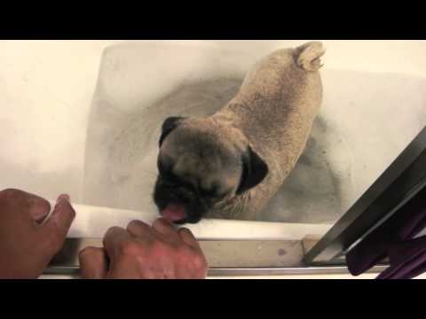 Nacho the Pug (Part 1) HD