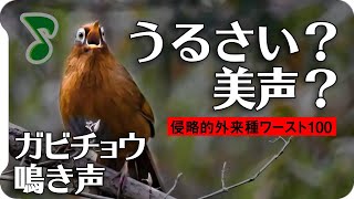 【ヤバい声量】ガビチョウの鳴き声01騒音美声（侵略的外来種ワースト100）