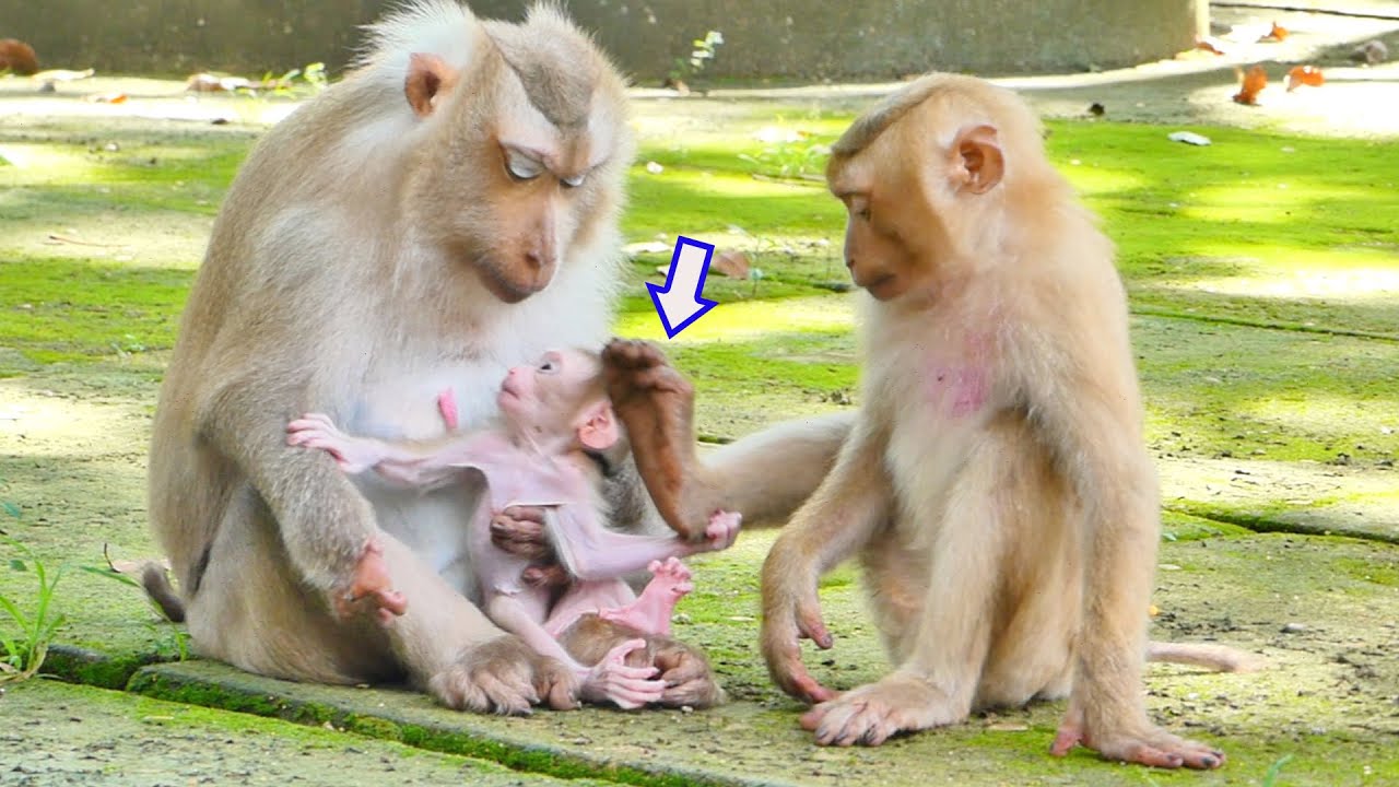 Awesome...!, ROCKY playing wrong on brother ROCKSTAR _ Sweetie family pigtail monkey