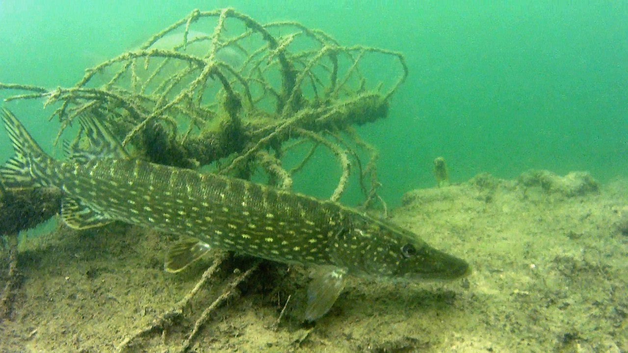 Szczupak cz.3 'Polowanie na metrówkę' / Pike part 3 'Searching for giant pike'