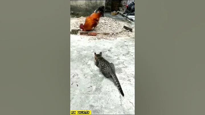 cock🔥| Cat🔥| Fight🔥| Rooster🔥 - DayDayNews