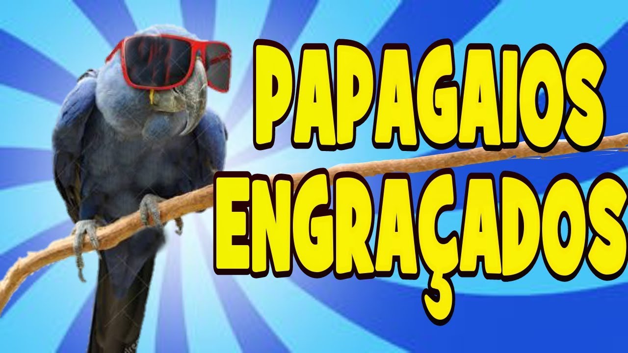 TOP 10 PAPAGAIOS ENGRAÇADOS YouTube