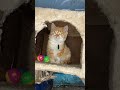 My cat #cat #pet #family #love #antizoo #cute #fyp