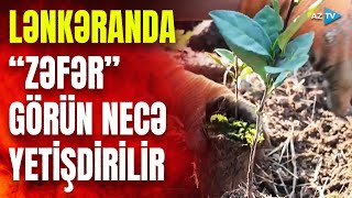Azərbaycanda Yeni Çay Sortu Zəfər Görün Necə Yetişdirilir Təfərrüatlar