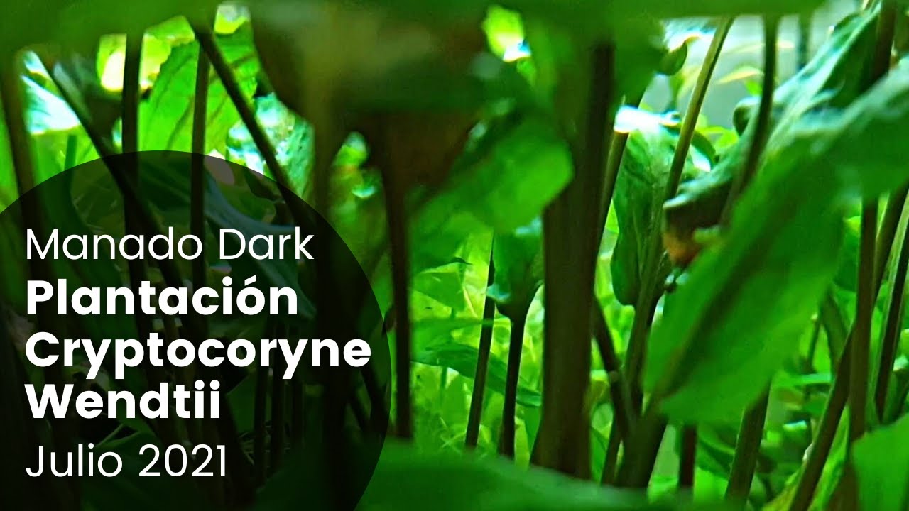 Cryptocoryne Wendtii Green | JBL Manado Dark 91 литровый аквариум с растениями | Июль 2021 г.