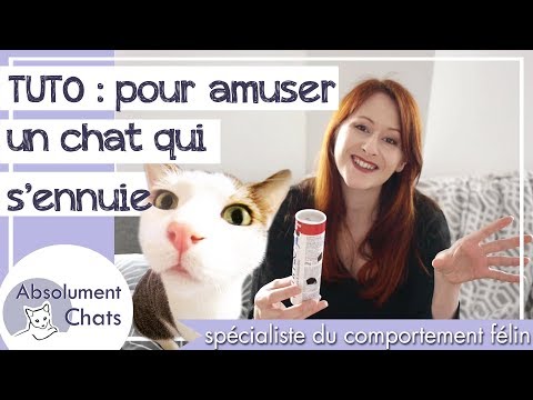 Vidéo: Comment Divertir Un Chat