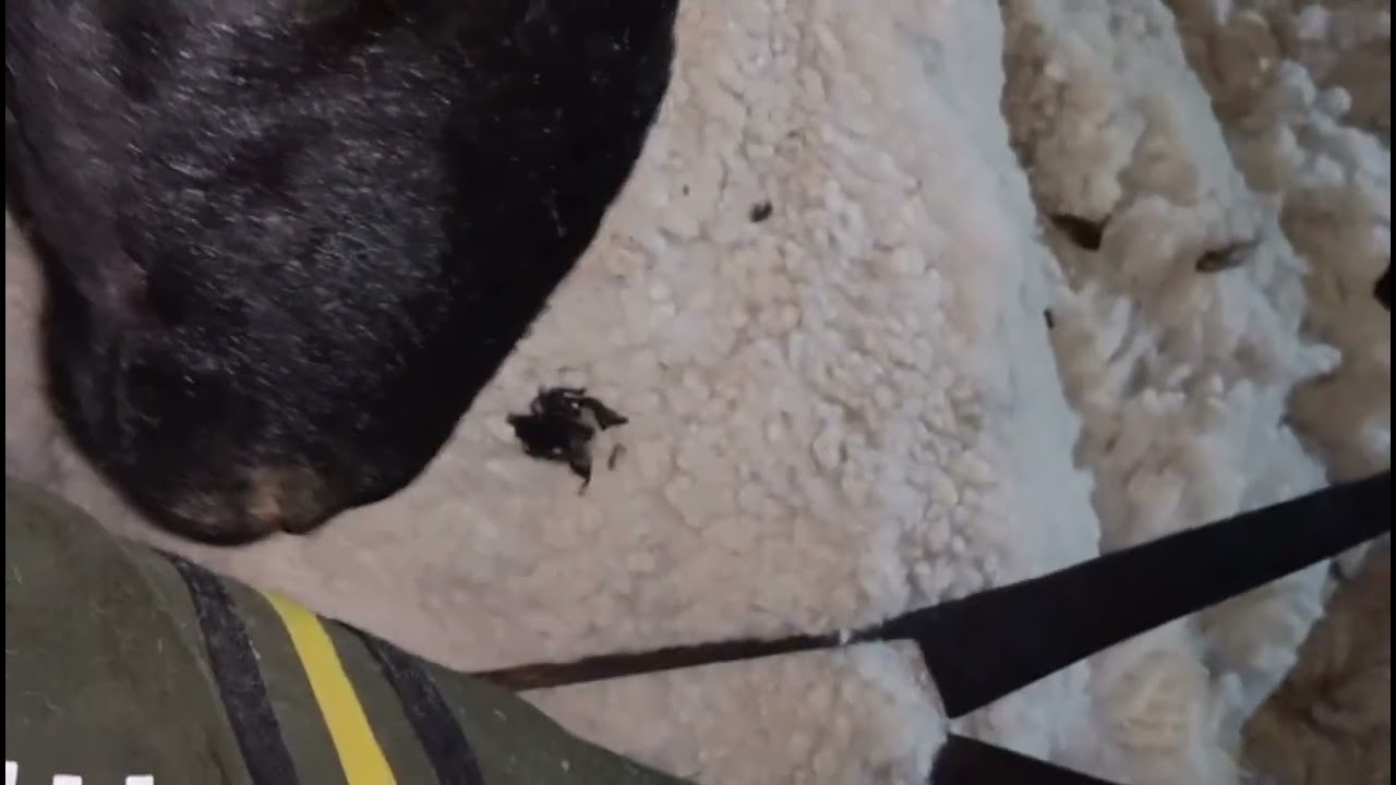 Bhed ki cutting #trending #vlog #trendingvideo  day 56