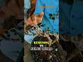 bonsai kemuning | hama bonsain kemuning | ranting rasa #shorts #bonsai #winatabonsai #bonsaitre