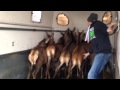 Biche Ferme Libert