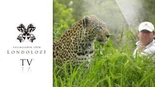 Phenomenal Footage of Leopards Mating - Londolozi