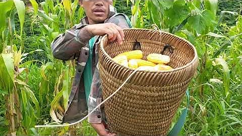 mus ntaiv pob kwv lo pub qaib nawb