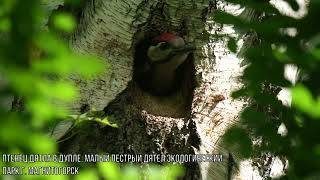 Птенец дятла в дупле экологический парк г. Магнитогорск