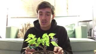 Zelkova Bonsai Update