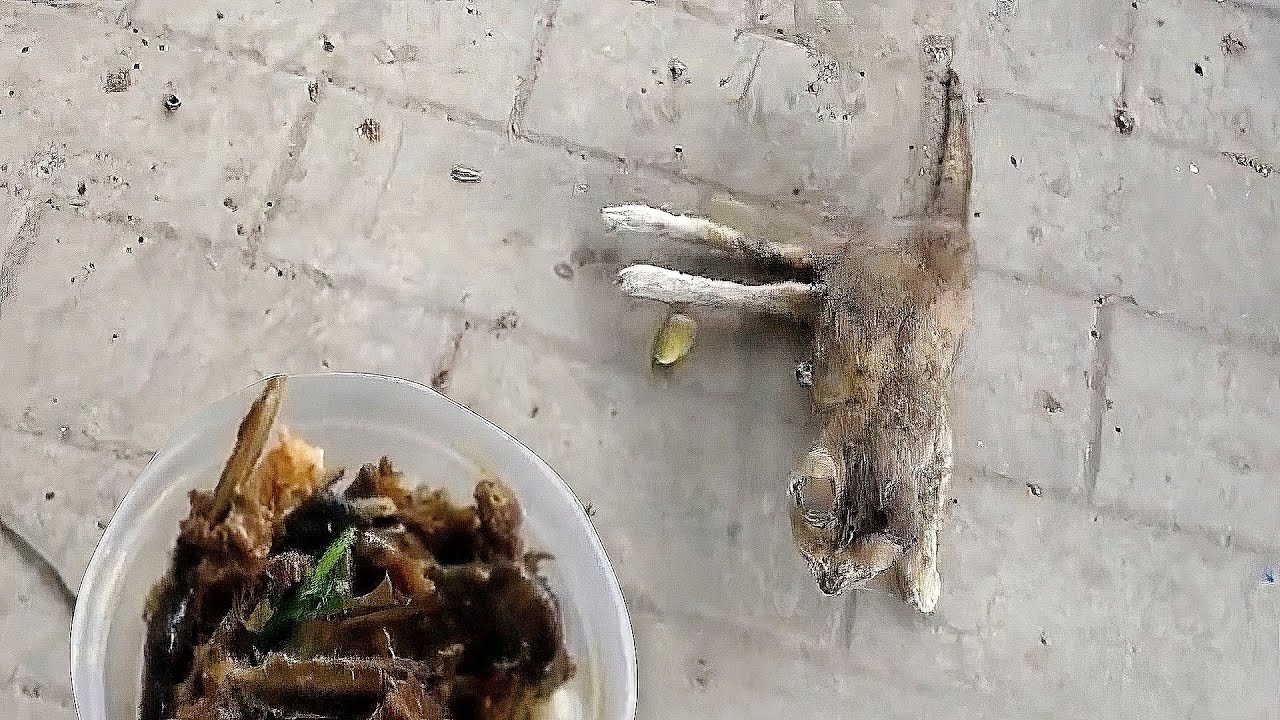 Ради кусочка пищи, бродячая кошка, волоча изувеченные ноги, неистово бежала вперед