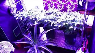 I always have to bedazzle my Gorilla Grow tent’s!! @gorillagrowtent