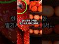 오픈런 했던 딸기시루, 곰팡이 논란 터졌다!