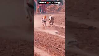 KHALNAYAK V/S GS POWER BEST GREYHOUND DOG RACE VIDEO#shortvideo #shorts #greyhound#dograce #doggames