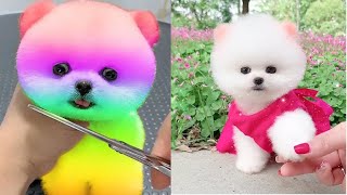 2024 Chó Phốc Sóc Mini 😍 Funny and Cute Pomeranian 😺🐶 | cute animals61