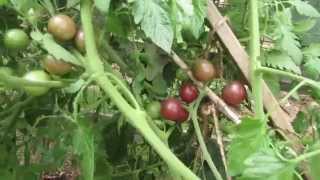 The 'black cherry' is one of my favorite cherry tomatoes. a great
flavor, color and growth. i really recommend it for your garden.
produce in ...