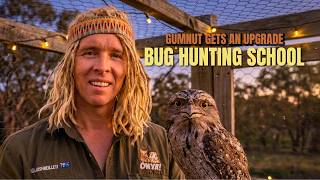 Tawny Frogmouth Vs Owl The Bird Everyone Gets Wrong