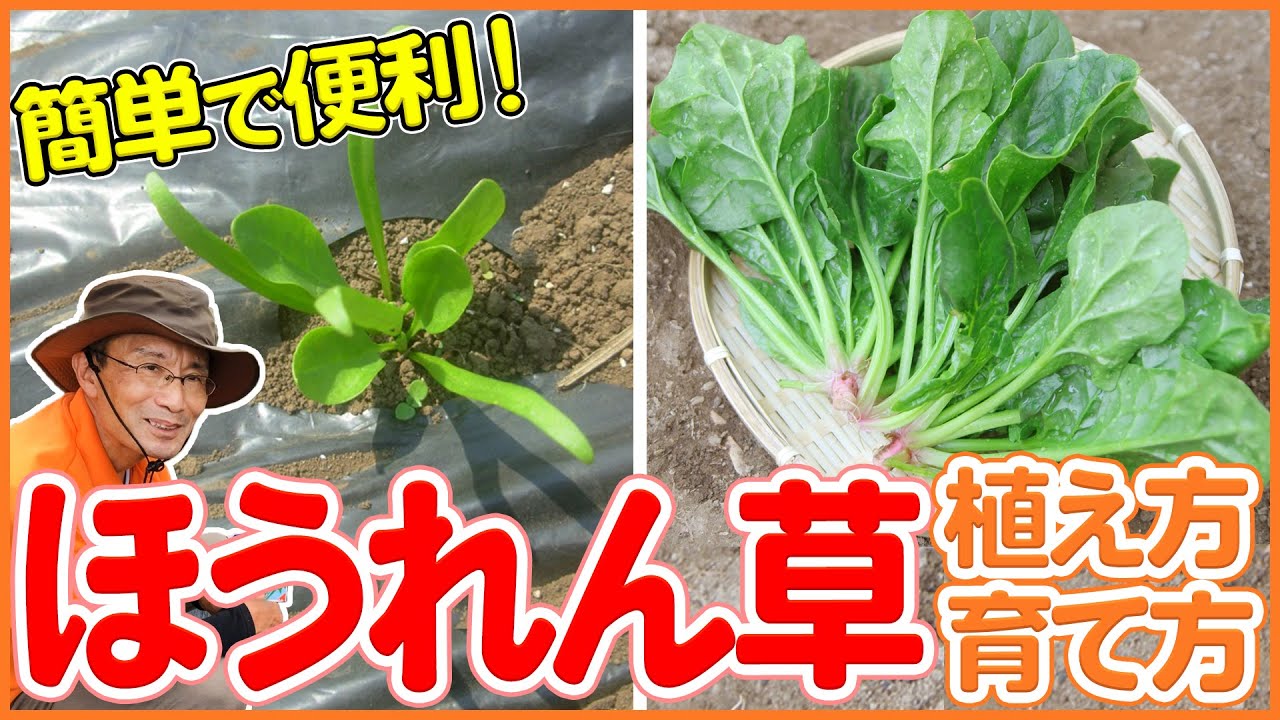 栽培生活 初心者でも簡単 ほうれん草の植え方 育て方 菜園アドバイザーが教えます シェア畑 Youtube