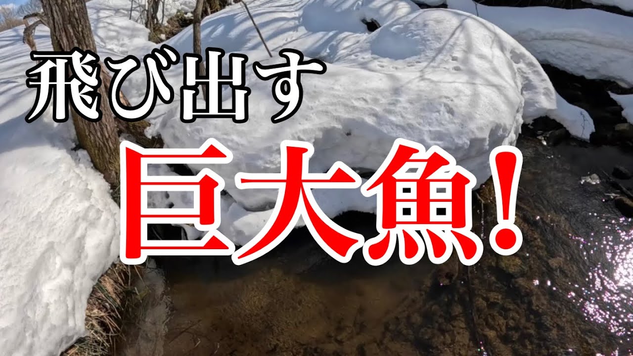 イワナ探してたらデカすぎる魚が捕れてしまった