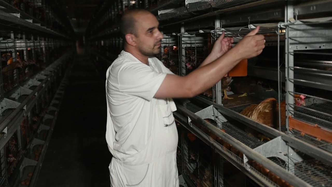 Spas za živinarstvo leži u izvozu jaja u EU! Farma koka REBRA KOMERC