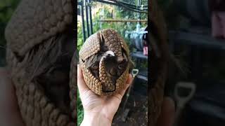 Pangolin Is A Scaly Anteater With Poor Eye Sight And Teethless L Armadillo