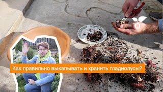 видео: Как правильно выкапывать и хранить гладиолусы? картинка: Как правильно выкапывать и хранить гладиолусы?