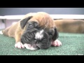 Boxer Puppies Begin to See (in HD)