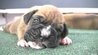 Boxer Puppies Begin to See (in HD) by Outstanding Videos 215,547 views 12 years ago 2 minutes, 24 seconds