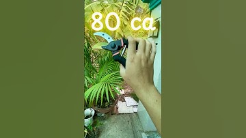 Review kéo cắt tỉa cành cây cảnh sk5 #review